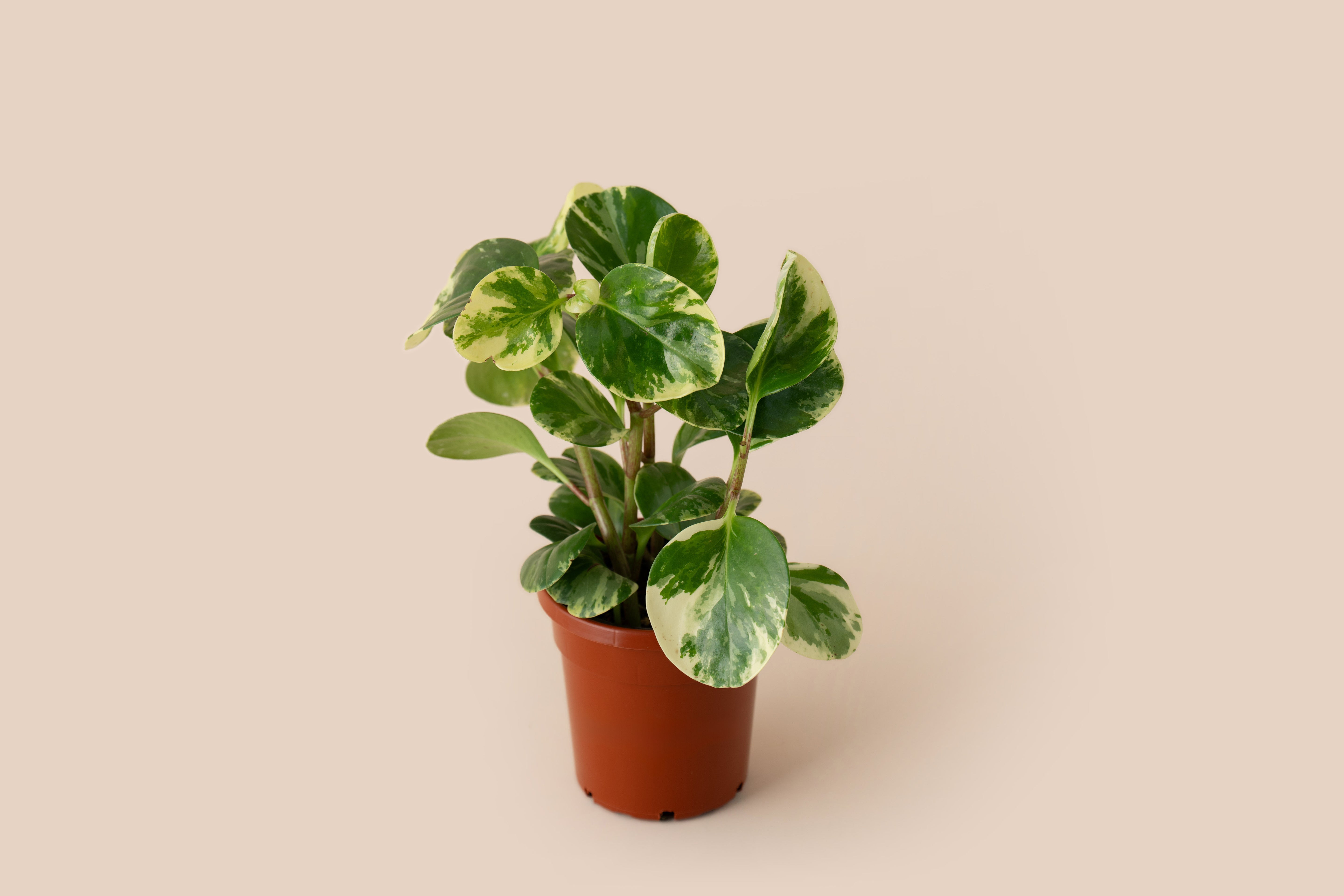 4" Peperomia Marble