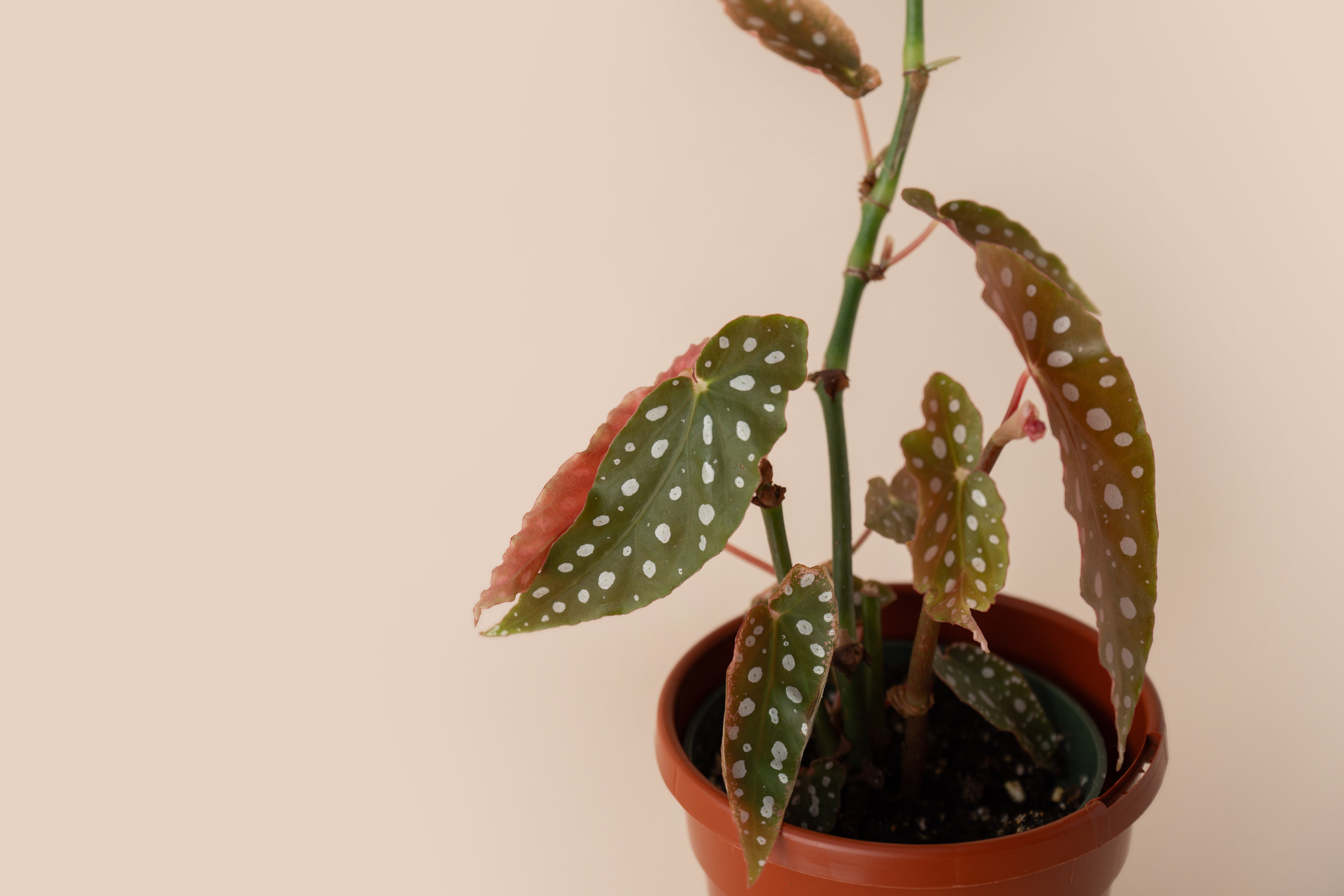 4" Begonia Maculata