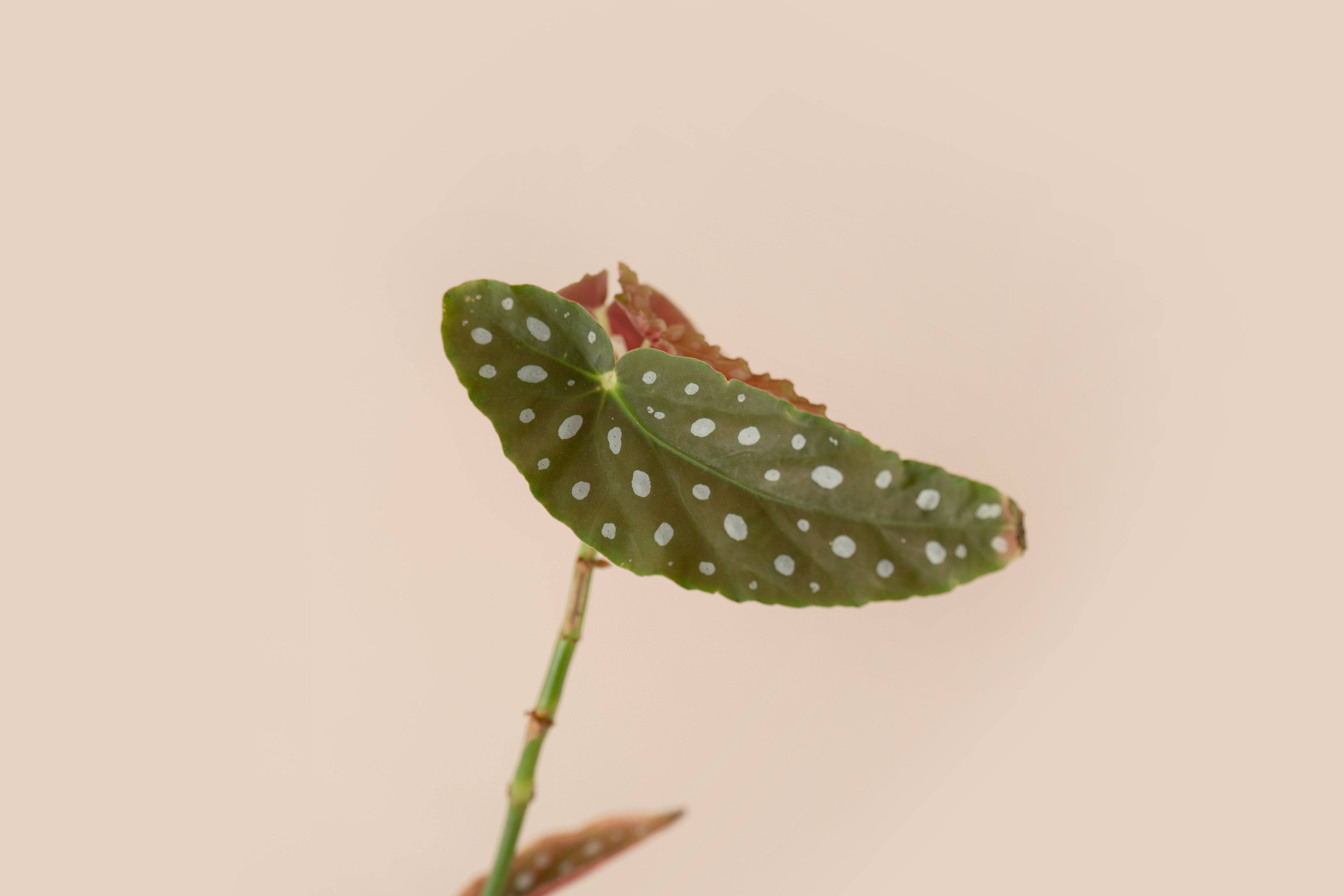 4" Begonia Maculata