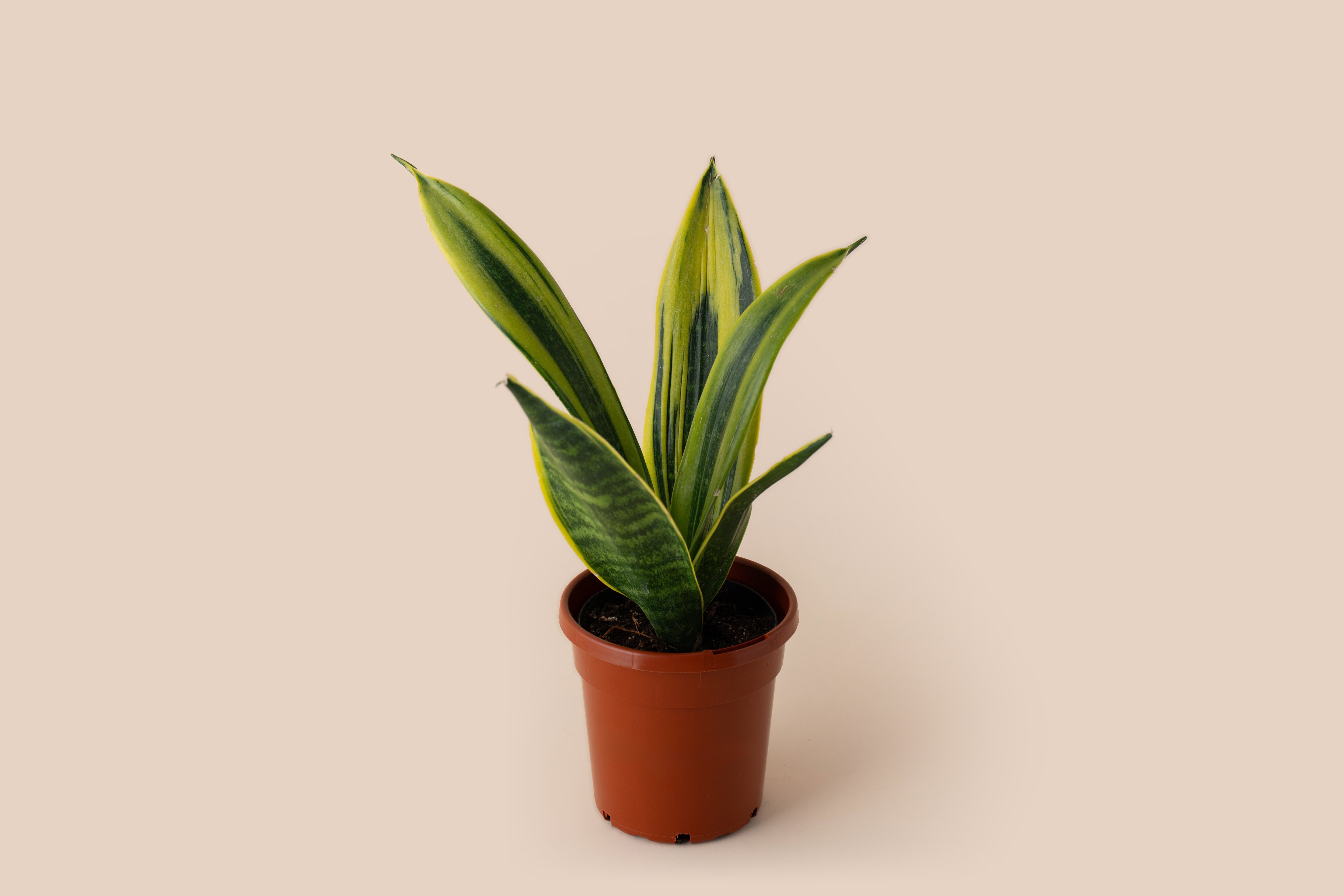 4" Snake Plant Futura Superba
