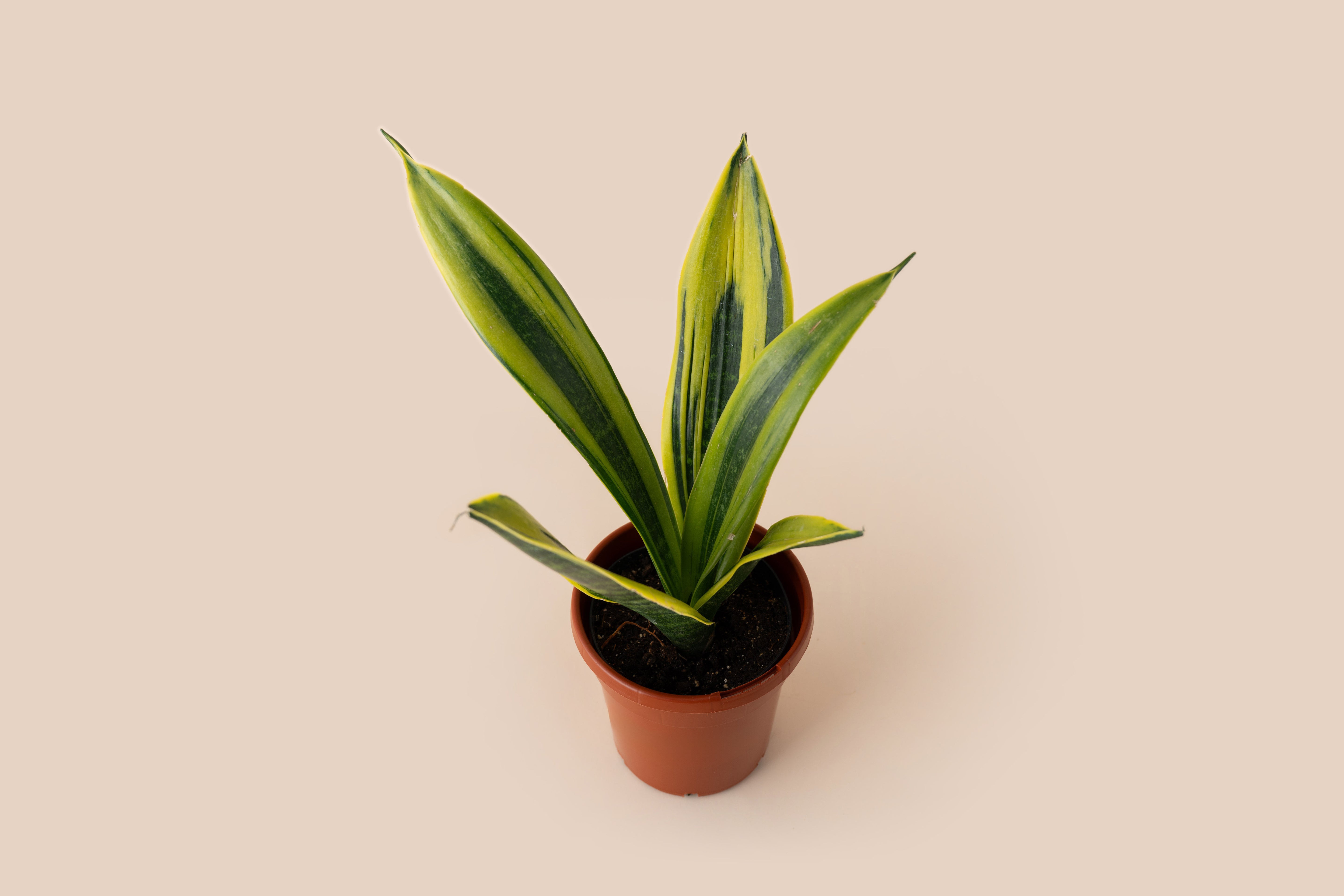 4" Snake Plant Futura Superba
