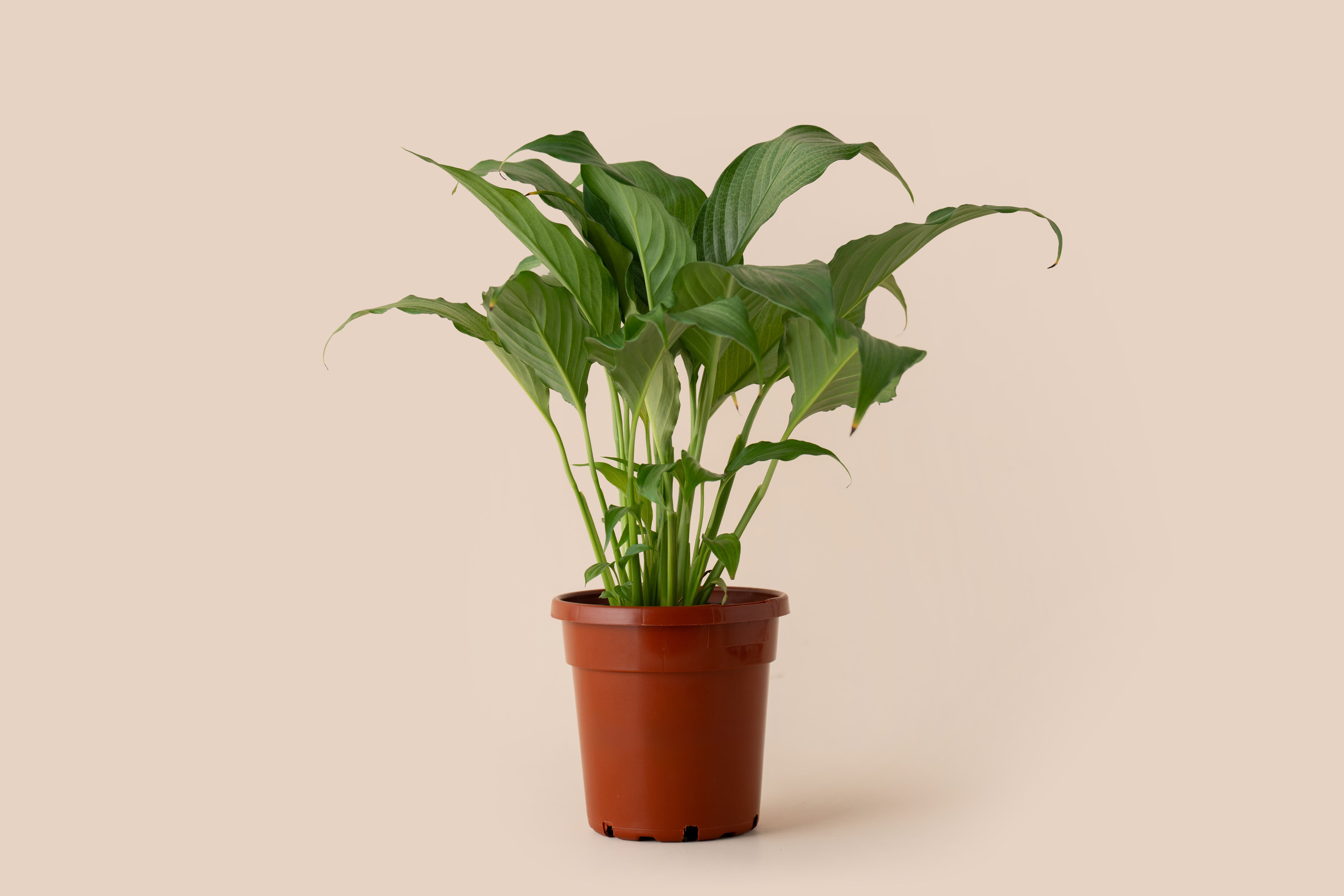 4" Spathiphyllum Platinum