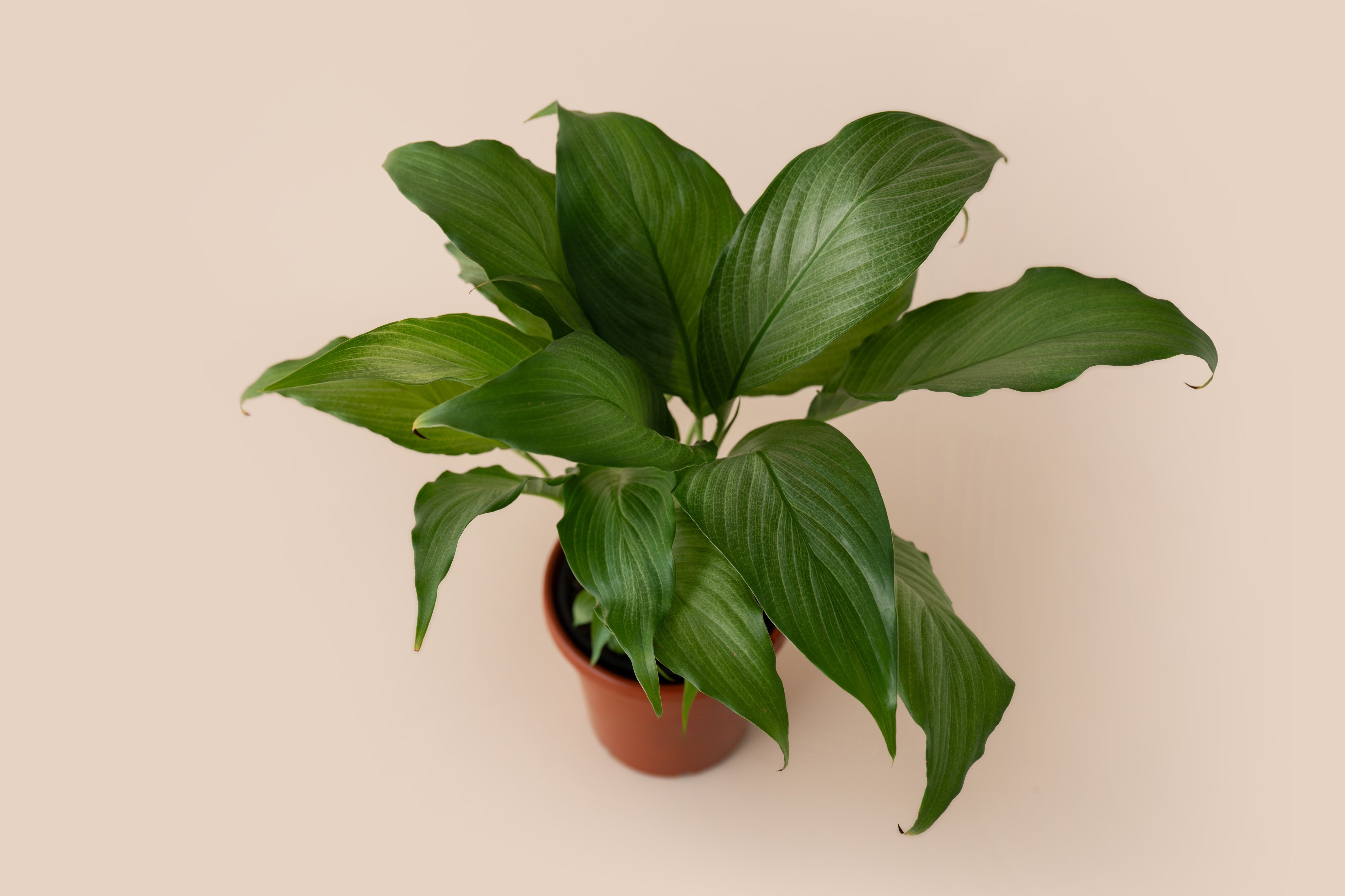 4" Spathiphyllum Platinum