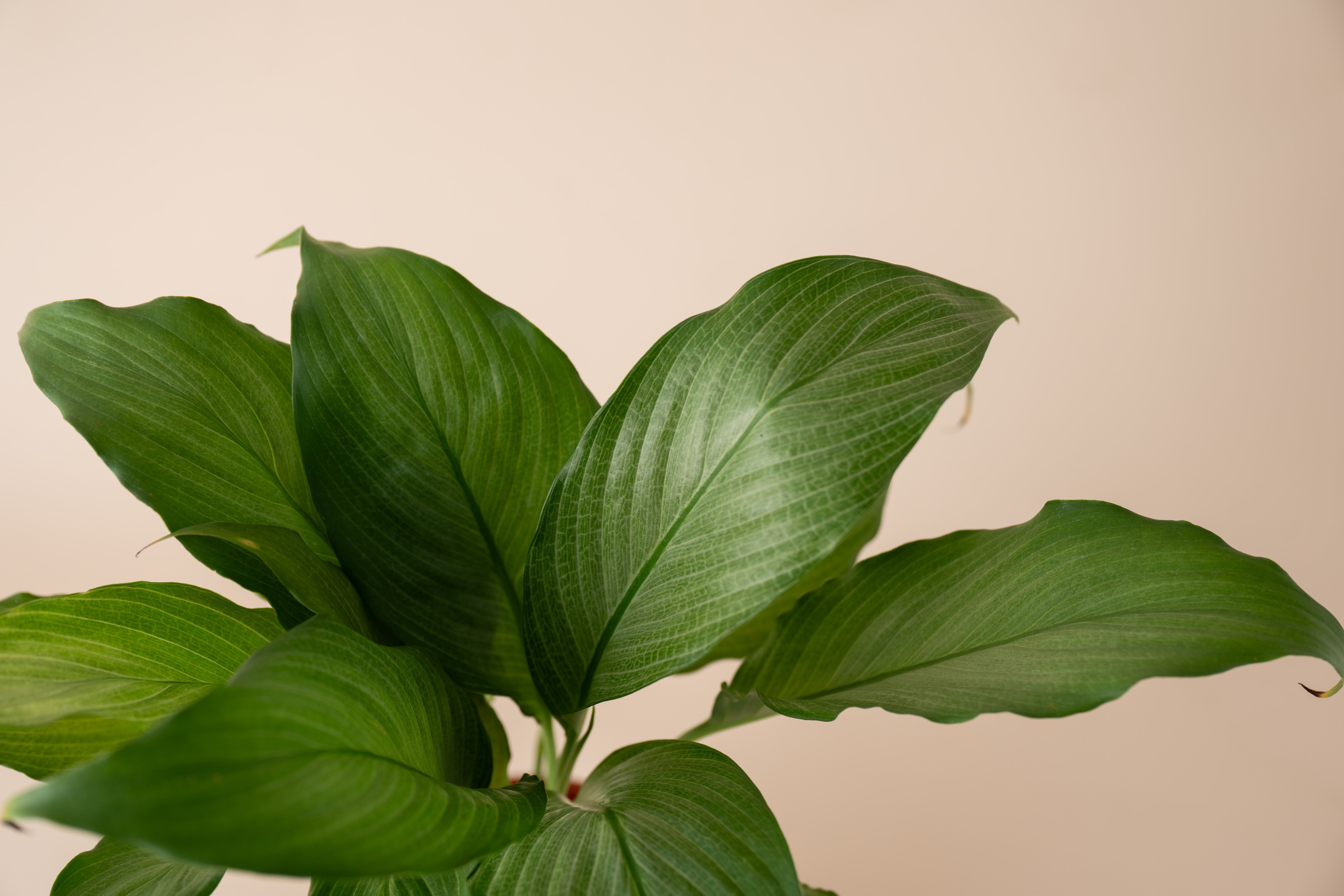 4" Spathiphyllum Platinum