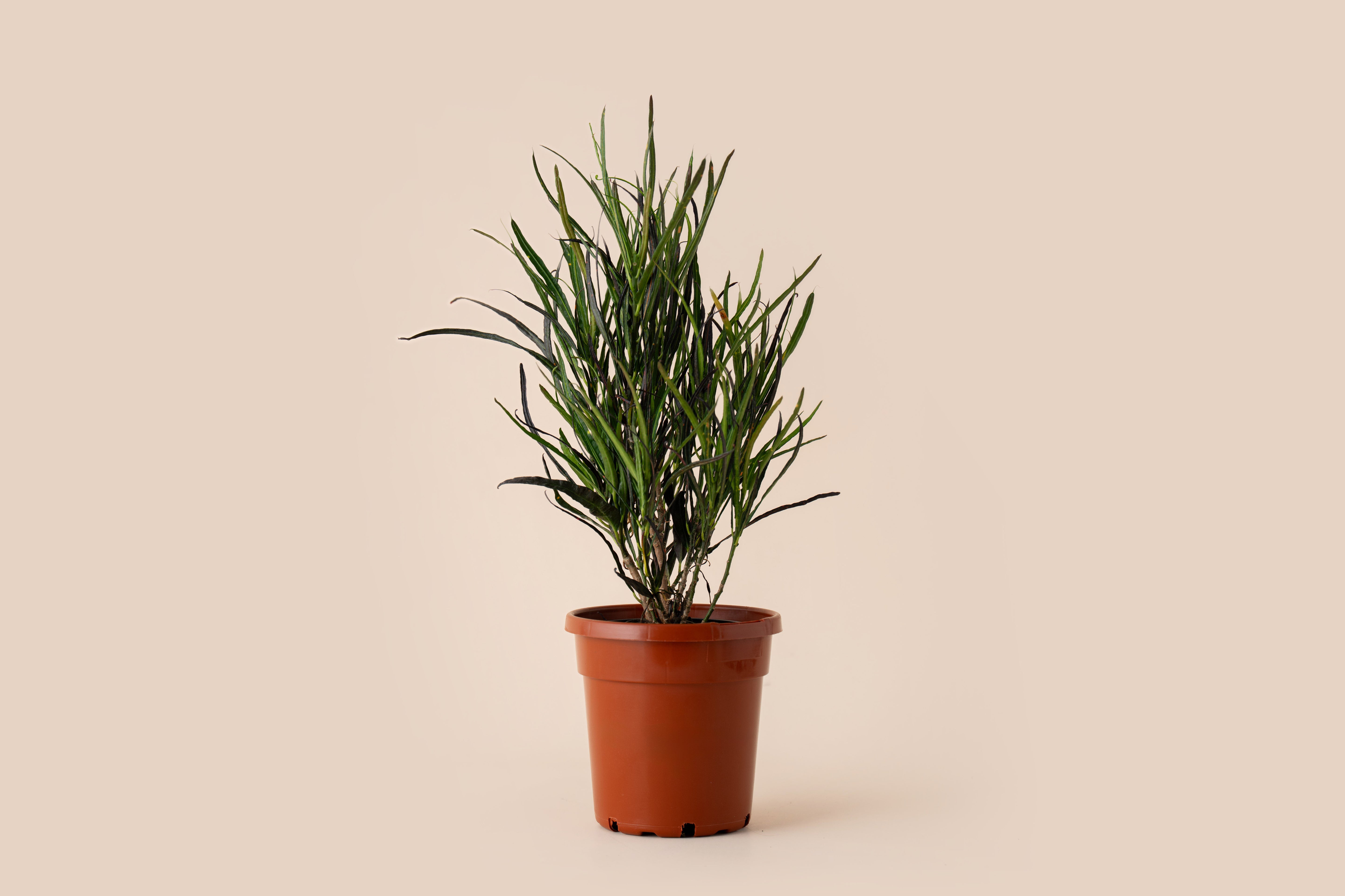 4" Croton Picasso