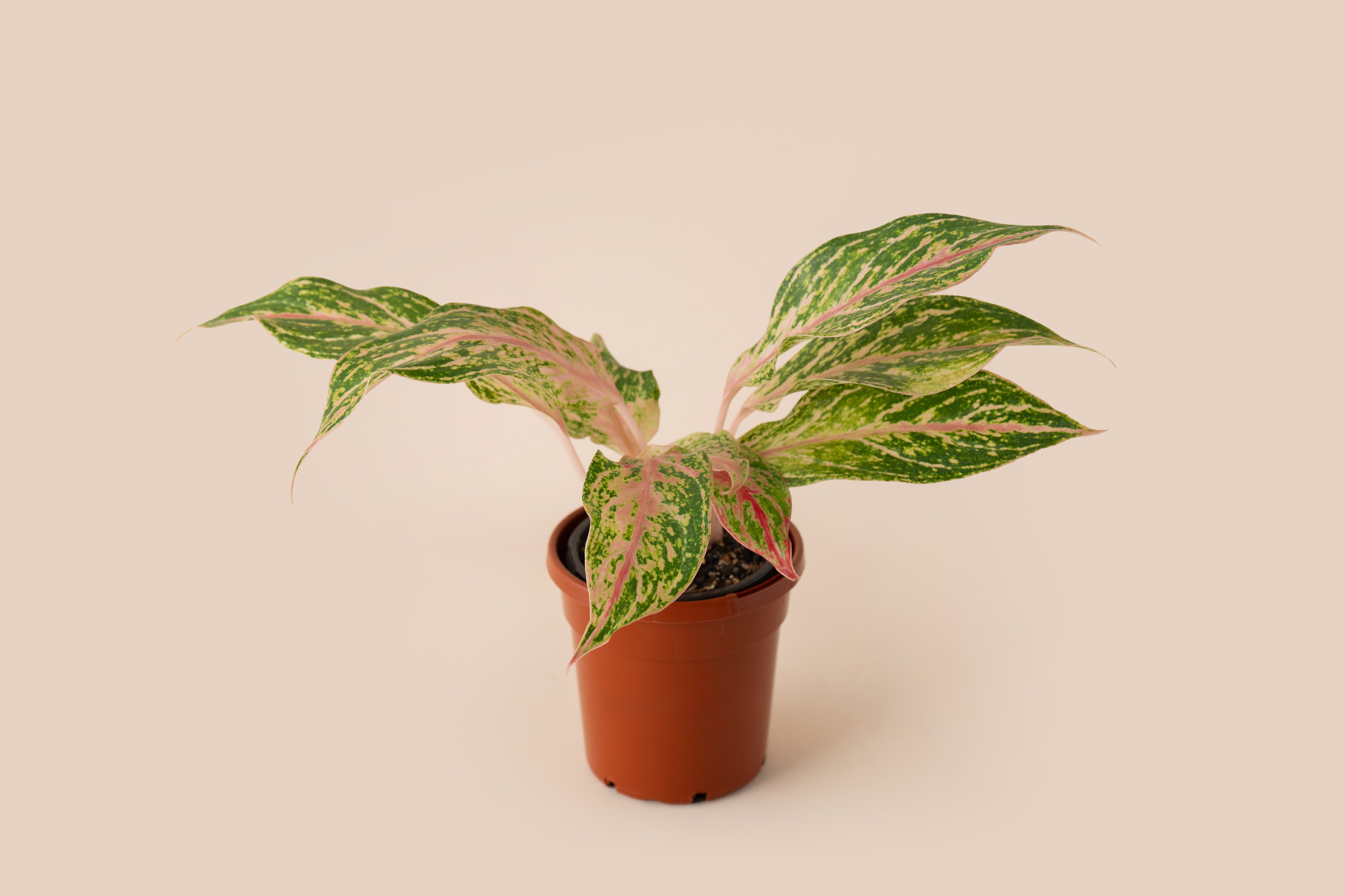 4" Aglaonema Pink Siam