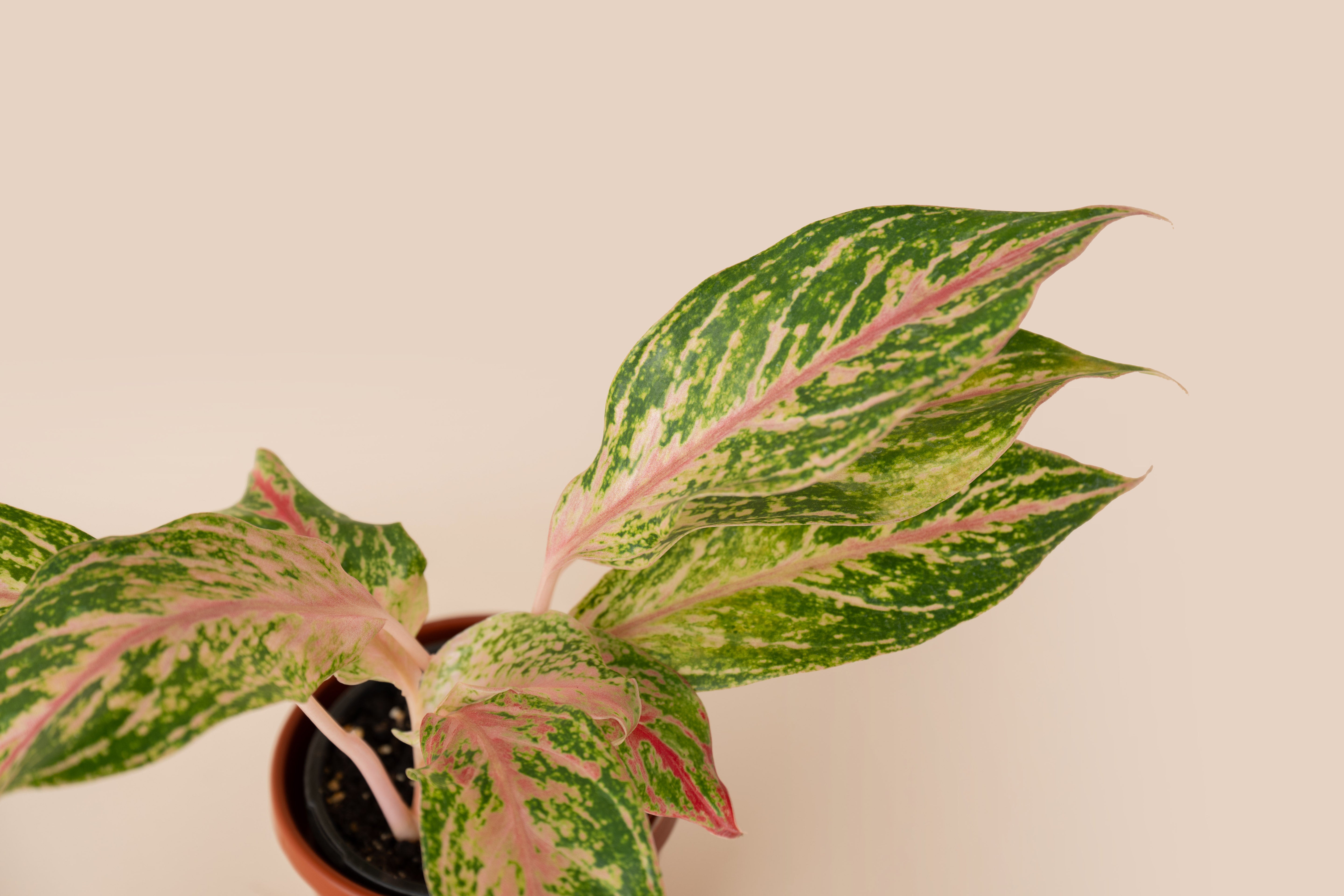 4" Aglaonema Pink Siam