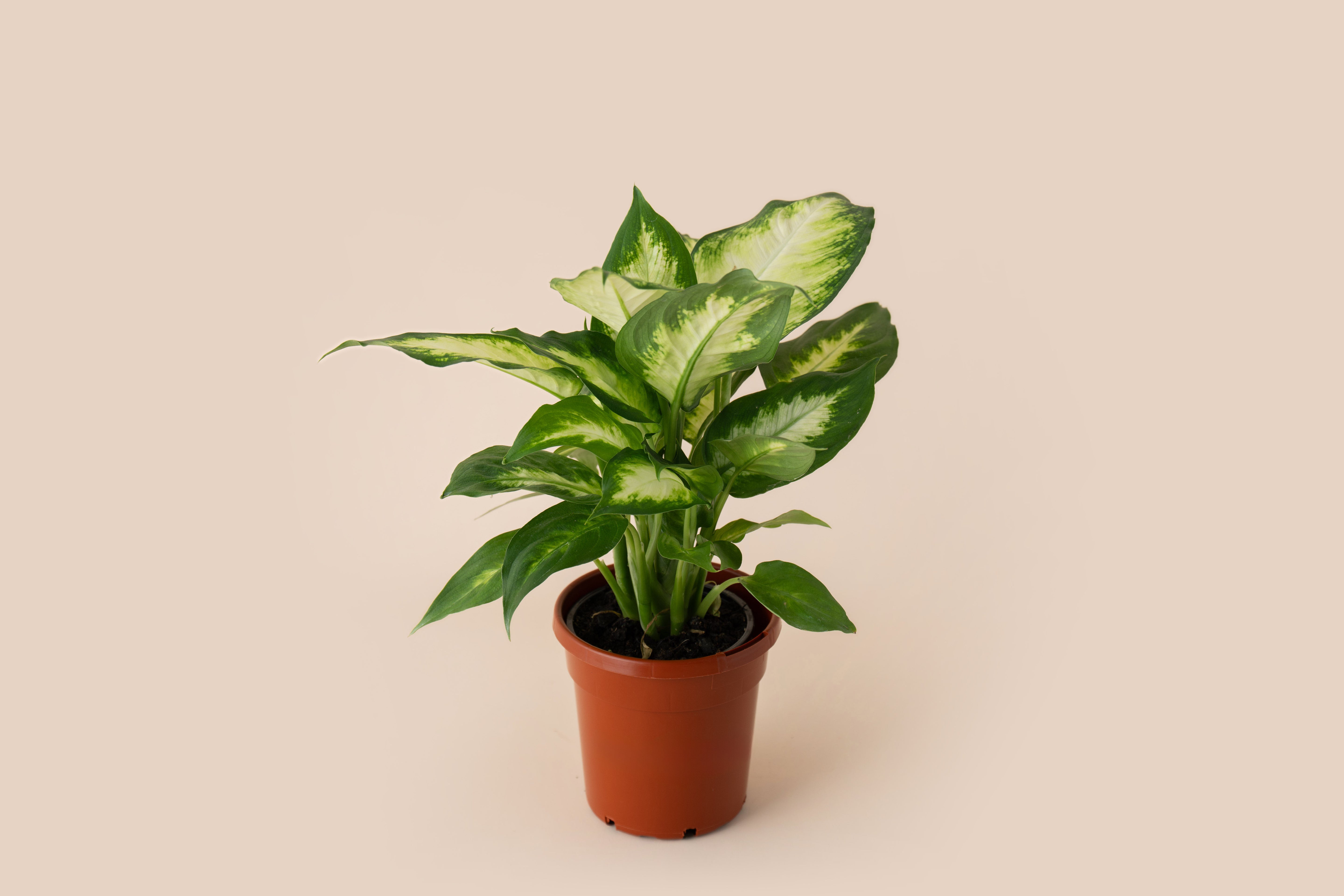 4" Dieffenbachia Camille