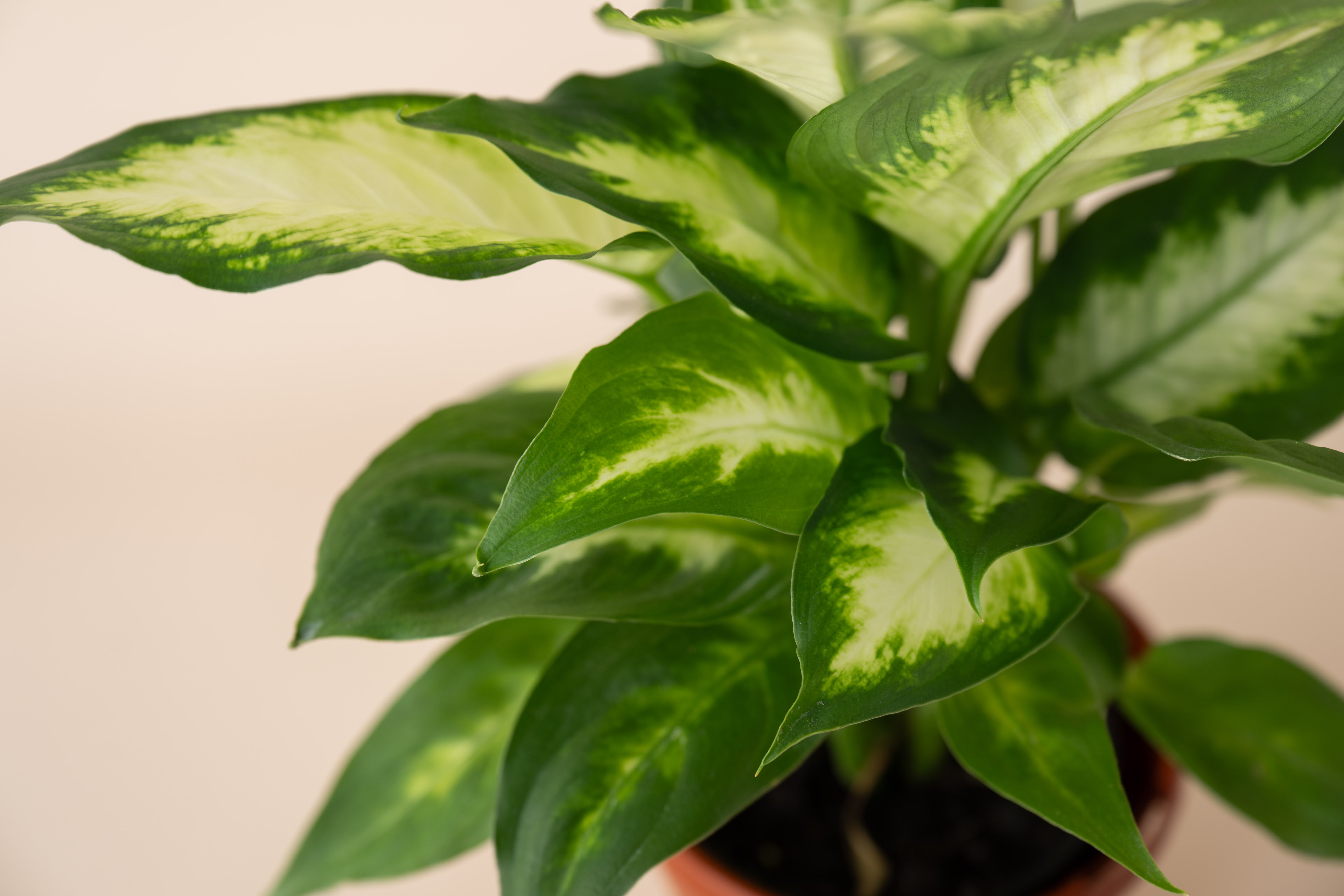 4" Dieffenbachia Camille