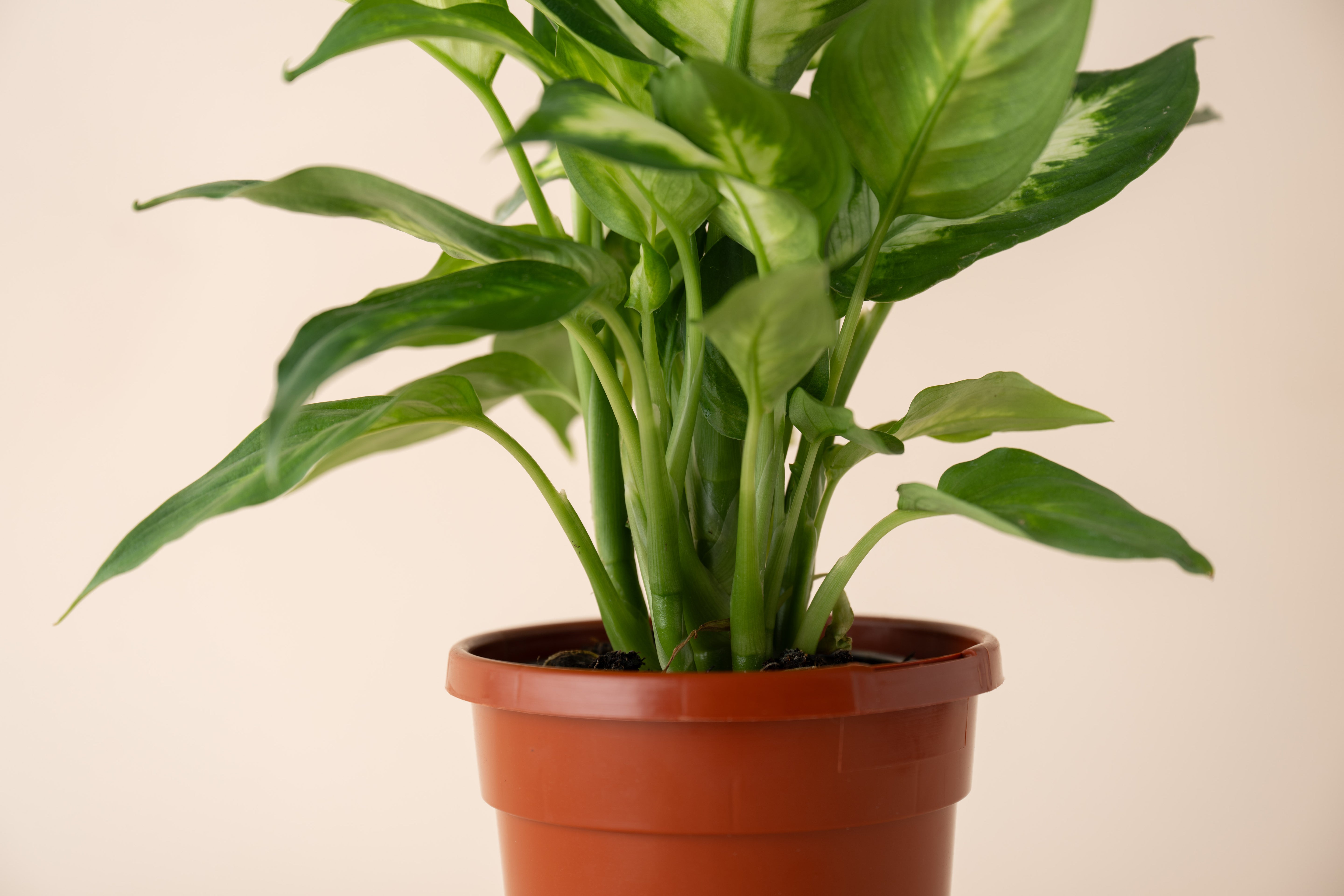 4" Dieffenbachia Camille