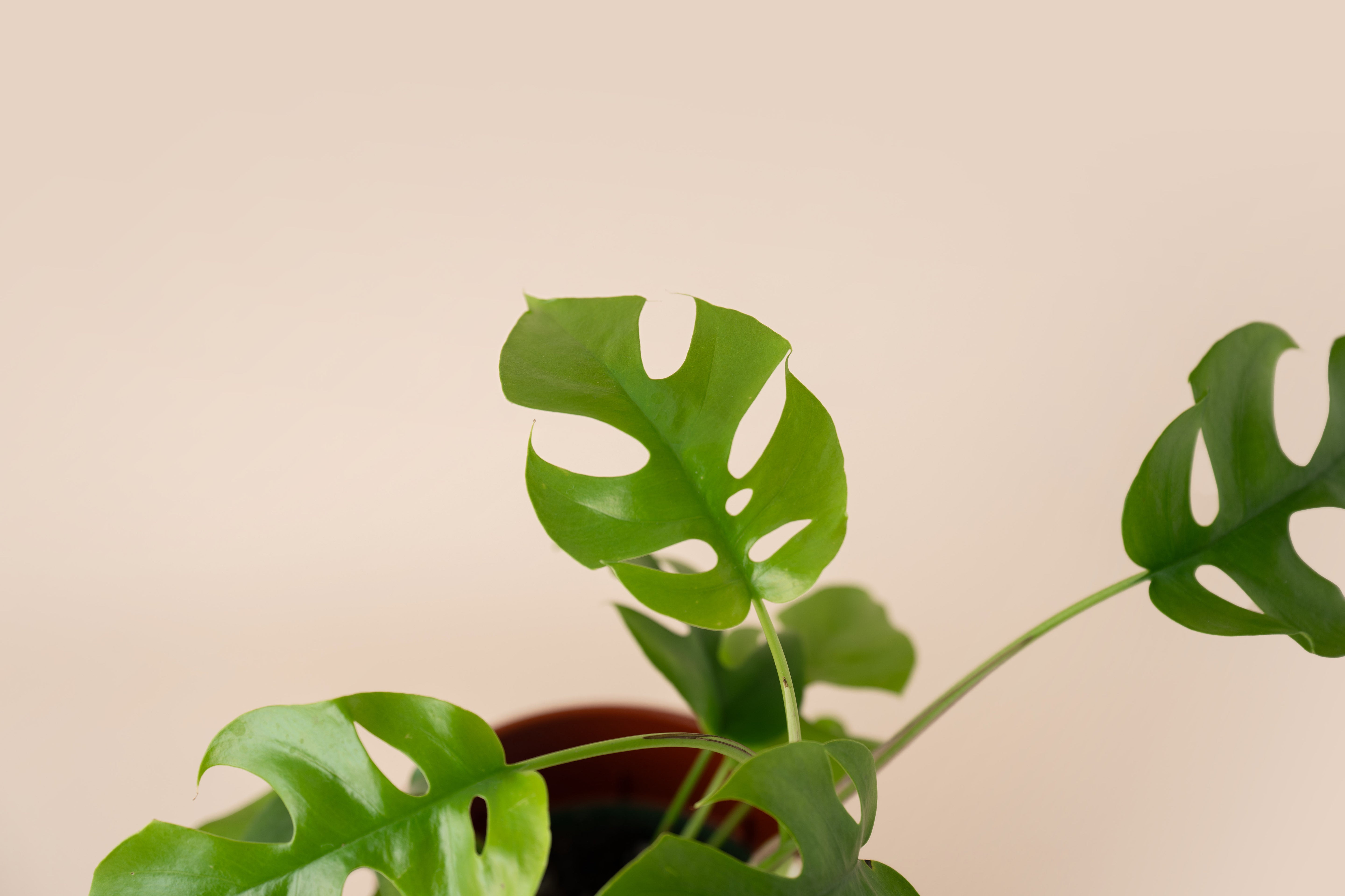 4" Monstera Pertusum