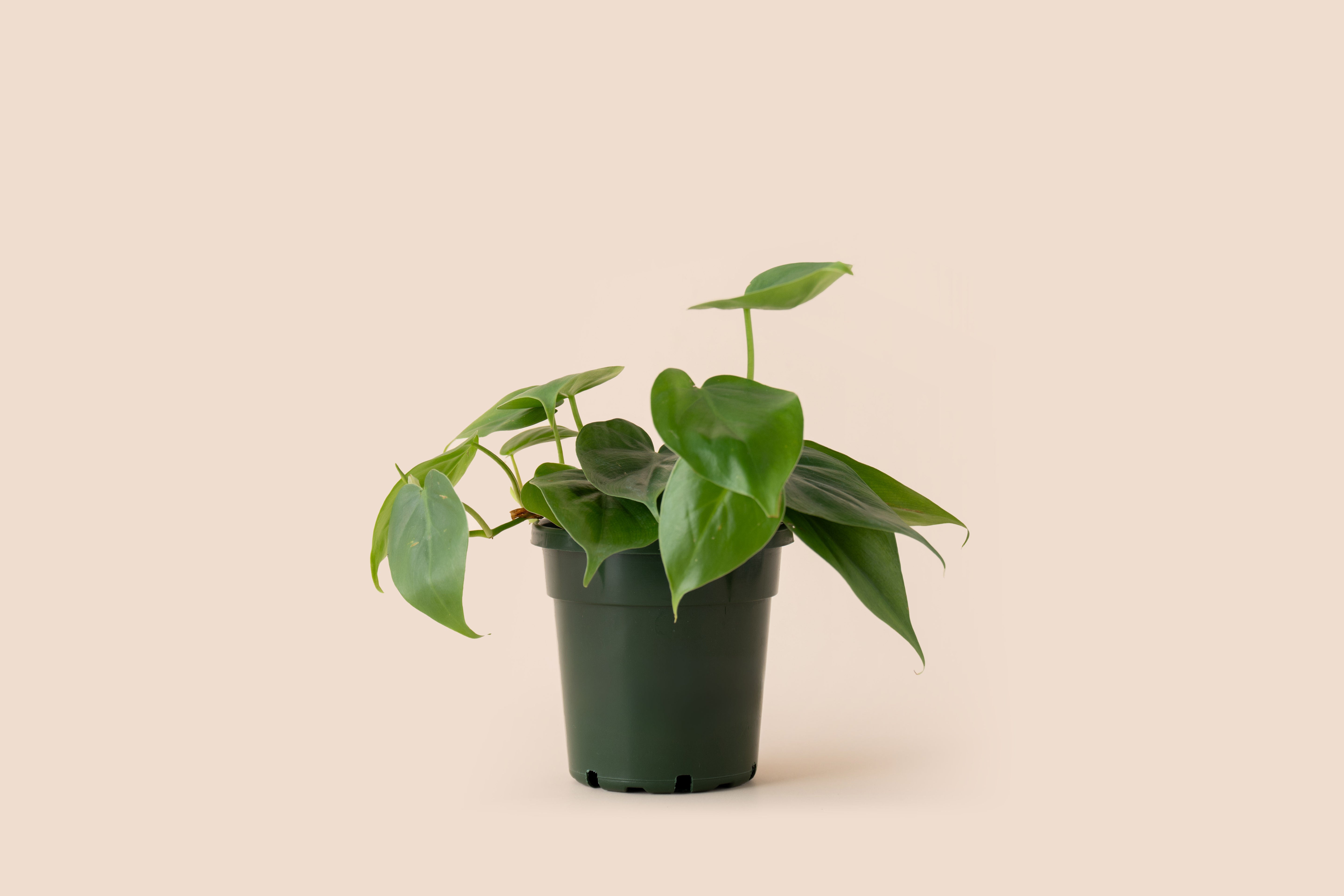 4" Philodendron Cordatum