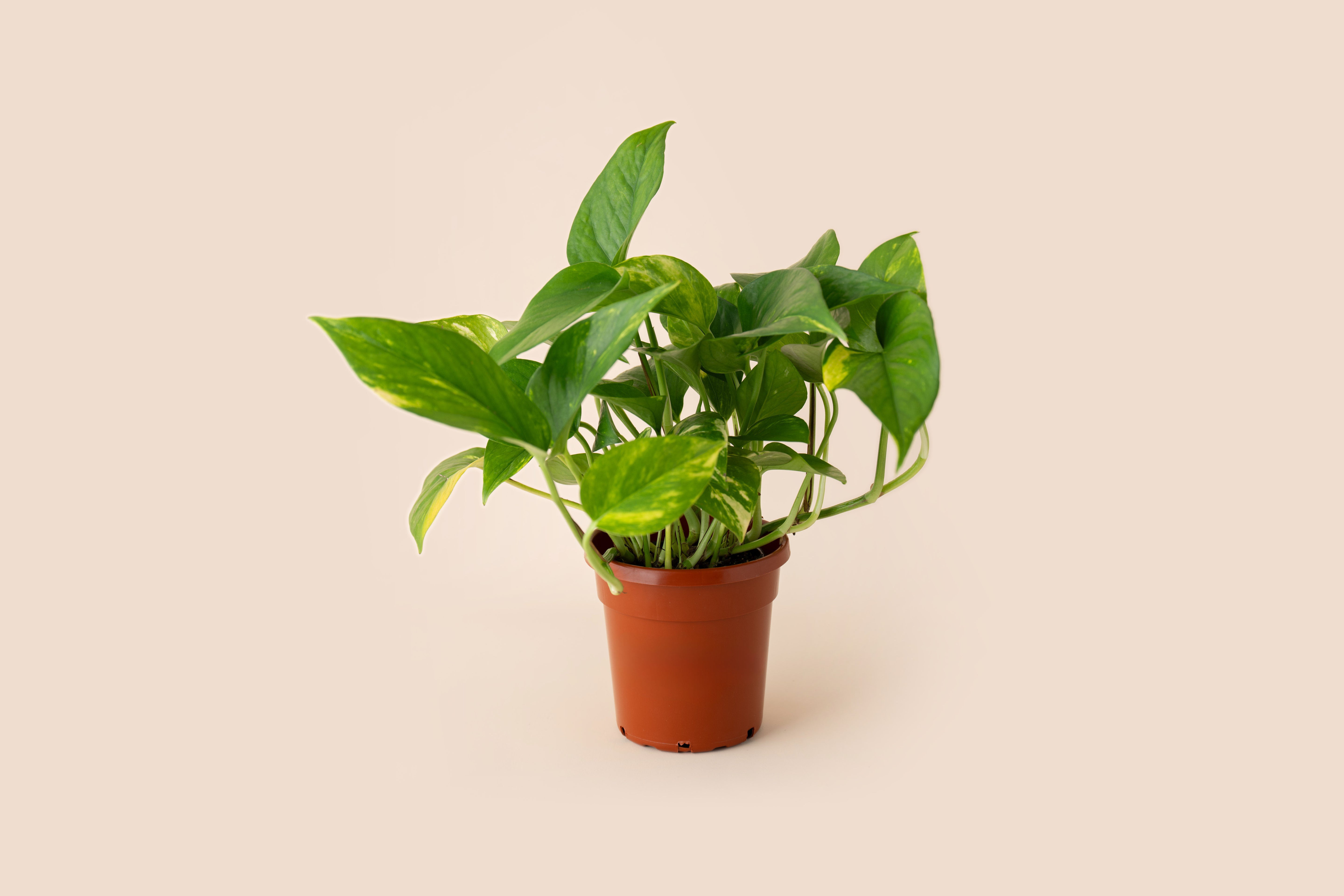 4" Pothos Golden
