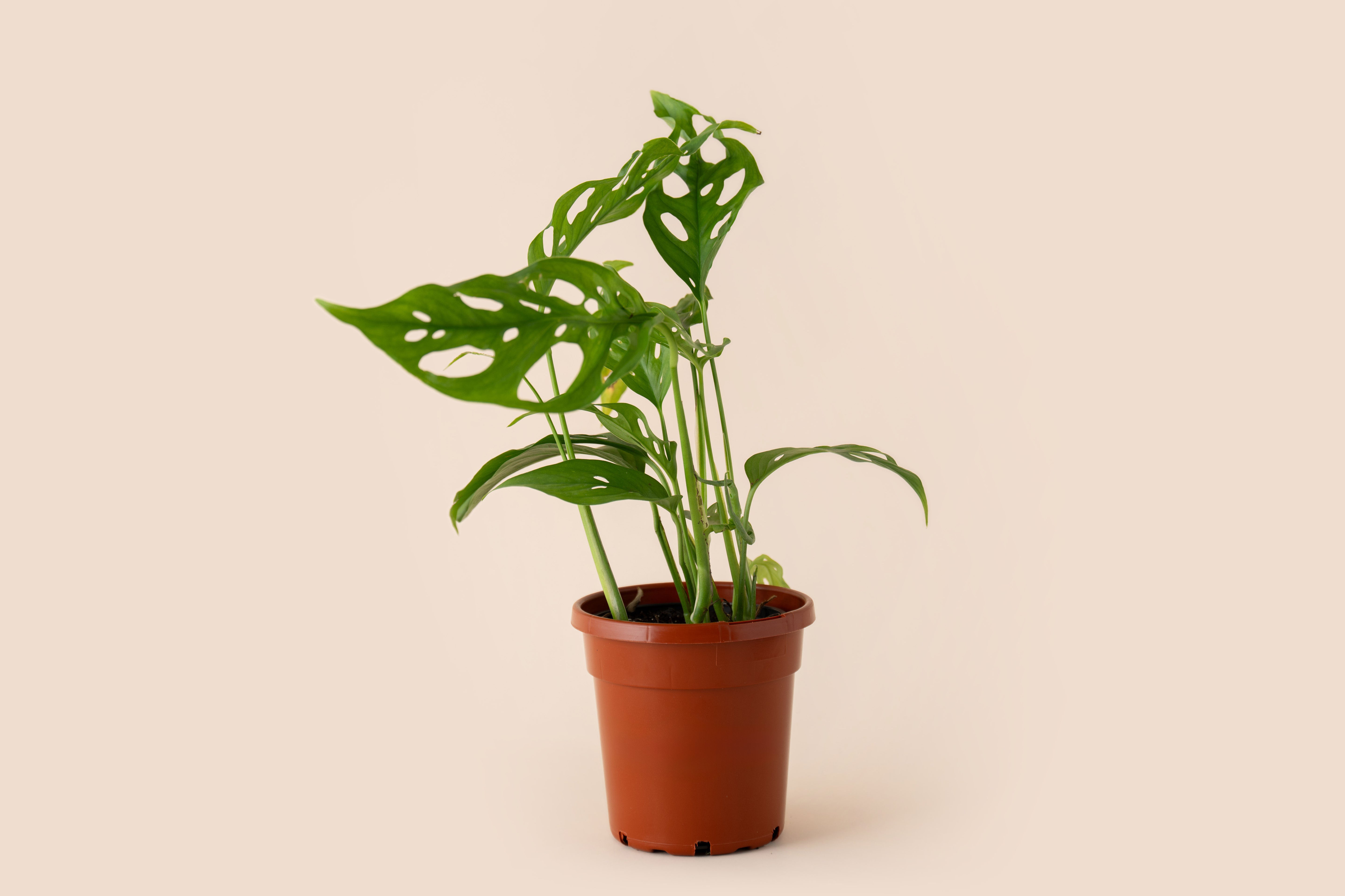 4" Swiss Cheese Monstera